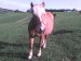 DSC09598.JPG
